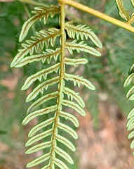 Pteridium esculentum esculentum