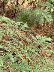 Pteridium esculentum esculentum