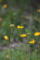 Verbesina pedunculosa