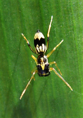 Emertonius exasperans