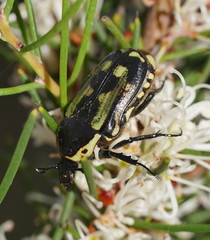 Chlorobapta bestii