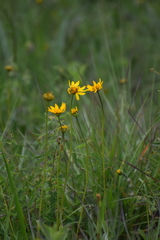 Verbesina pedunculosa