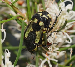 Chlorobapta bestii