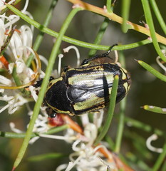 Chlorobapta bestii