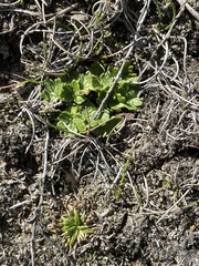 Ranunculus recens