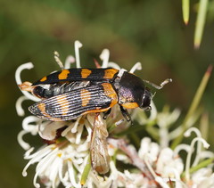 Temognatha mitchellii