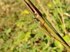 Conocephalus exemptus