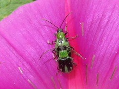 Diabrotica decempunctata