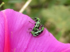 Diabrotica decempunctata