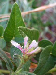 Cleome monophylla