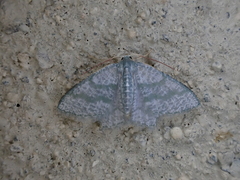 Chloropteryx opalaria