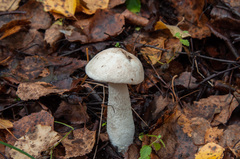 Leccinum percandidum