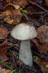 Leccinum percandidum