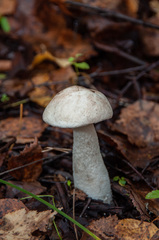 Leccinum percandidum