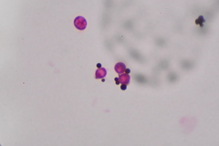 Saccharomyces cerevisiae