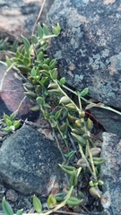 Curio radicans