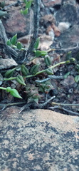 Curio radicans