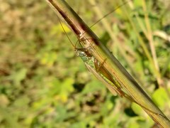 Conocephalus exemptus