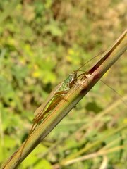 Conocephalus exemptus