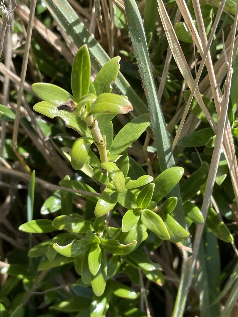 Coprosma × kirkii