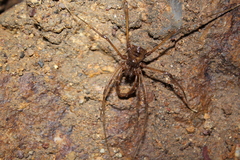 Stygnopsis