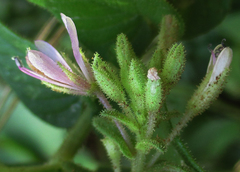 Cleome monophylla