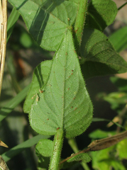 Cleome monophylla