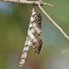 Ropalidia gracilenta