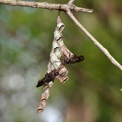 Ropalidia gracilenta