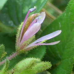 Cleome monophylla