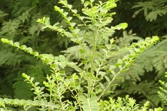 Phyllanthus gunnii