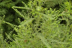 Phyllanthus gunnii