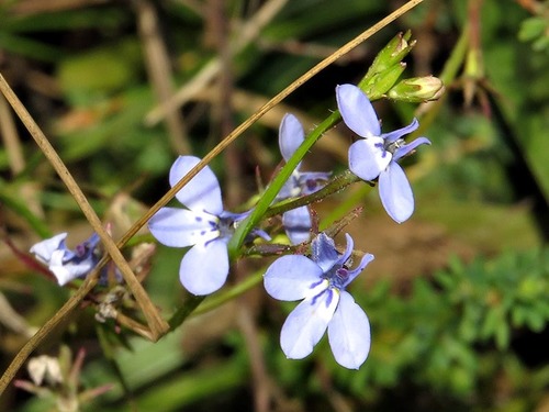 Lobelia flaccida subsp. flaccida image