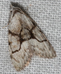 Nola delograpta