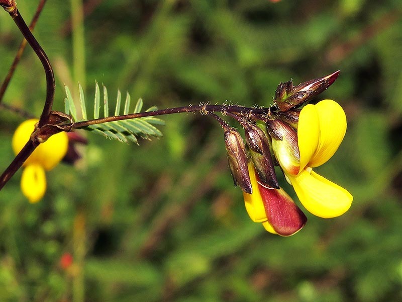 Smithia erubescens