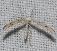 Platyptilia celidotus