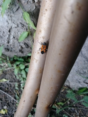 Lygaeus reclivatus