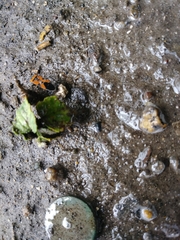 Lygaeus reclivatus