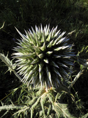 Echinops spinosissimus bithynicus