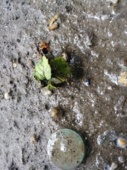 Lygaeus reclivatus