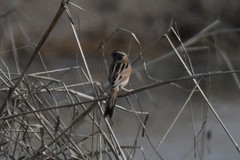 Emberiza yessoensis