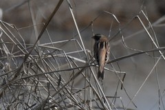 Emberiza yessoensis