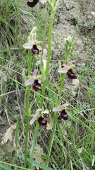 Ophrys bertolonii