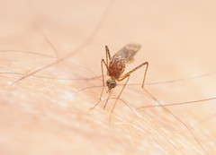 Aedes flavifrons