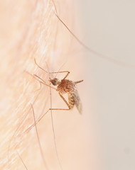Aedes flavifrons