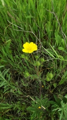 Potentilla hirta
