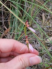 Eriochilus magenteus