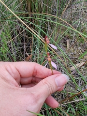 Eriochilus magenteus