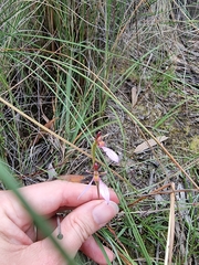 Eriochilus magenteus