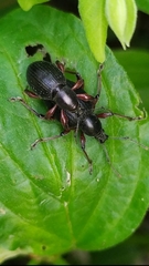 Otiorhynchus clavipes